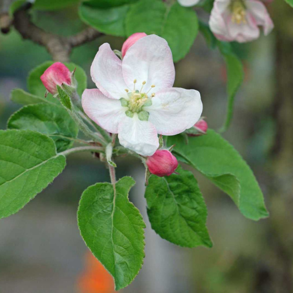 Яблоня домашняя, или культурная (лат. Malus domestica), семена 