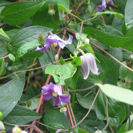 Клематис бурый (лат. Clematis fusca), семена