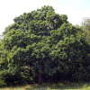 Дуб пушистый (лат. Quercus pubescens) 10 шт, семена 