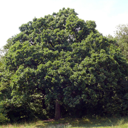 Дуб пушистый (лат. Quercus pubescens) 10 шт, семена 