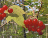 Калина Саржента (лат. Viburnum sargentii), семена
