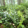 Иглица колхидская 'Pont' (лат. Ruscus cоlchicus 'Pont'), семена