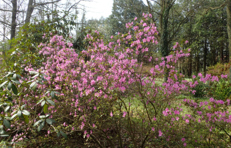 Рододендрон даурский гибридный Стаккато (лат. Rhododendron x dauricum) 0,2 грамма, семена