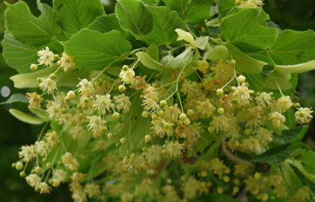 Липа мелколистная (лат. Tilia cordata), семена