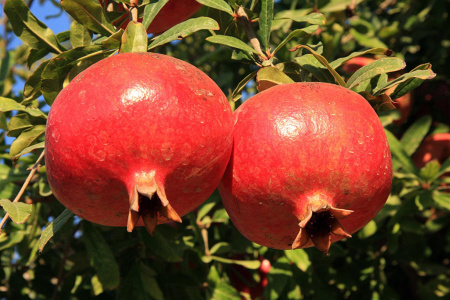 Гранат обыкновенный (лат. Punica granatum), семена