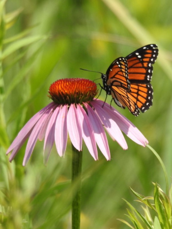 Эхинацея пурпурная (лат. Echinacea purpurea), семена 100 шт