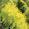 Туя западная Голден Брабант (лат. Thuja occidentalis 'Golden Brabant'), семена