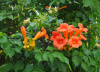 Кампсис гибридный (лат. Campsis hybrida), семена 