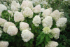 Гортензия метельчатая Фантом (лат. Hydrangea paniculata 'Phantom')