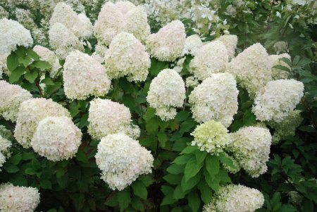 Гортензия метельчатая Фантом (лат. Hydrangea paniculata 'Phantom')