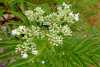 Бузина травянистая (лат. Sambucus ebulus), в ягодах
