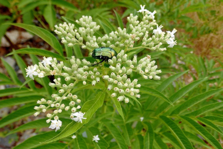 Бузина травянистая (лат. Sambucus ebulus), в ягодах