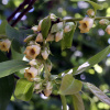 Хурма восточная, или японская (лат. Diospyros kaki), семена 