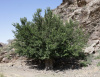Шелковица белая (лат.Morus alba), семена
