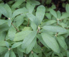 Рододендрон канадский фиолетовый (лат. Rhododendron canadense) 0,02 грамма, семена