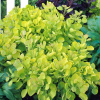 Скумпия кожевенная Голден Спирит (Cotinus coggygria 'Golden Spirit'), семена