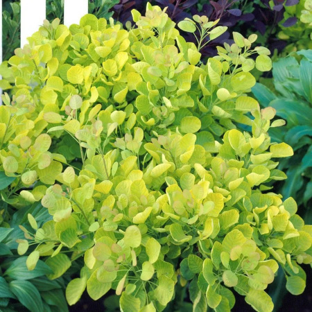 Скумпия кожевенная Голден Спирит (Cotinus coggygria 'Golden Spirit'), семена