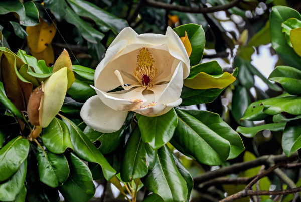 Магнолия крупноцветковая  (лат. Magnolia grandiflora), семена
