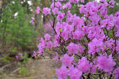 Рододендрон даурский гибридный Стаккато (лат. Rhododendron x dauricum) 0,05 грамм, семена