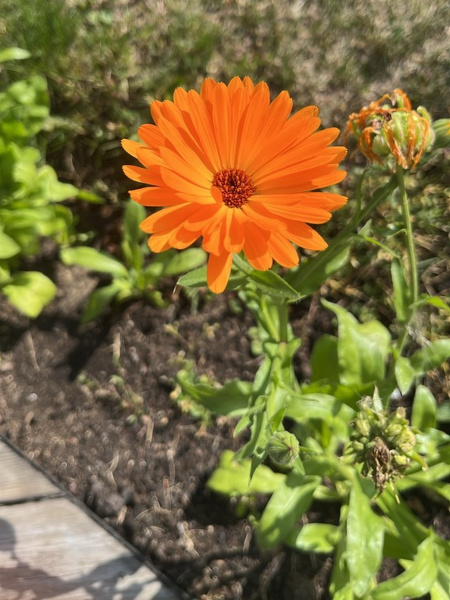 Календула лекарственная многолетняя (лат. Calendula officinalis), семена 50 шт