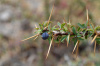 Барбарис Кашгарский (лат. Berberis kaschgarica), семена