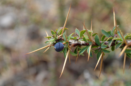 Барбарис Кашгарский (лат. Berberis kaschgarica), семена