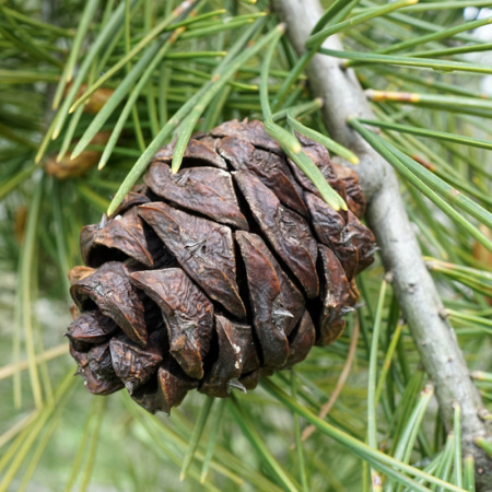 Сосна черная (лат. Pinus nigra), семена