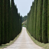 Кипарис вечнозелёный пирамидальный (лат. Cupressus sempervirens 'Pyramidalis'), семена