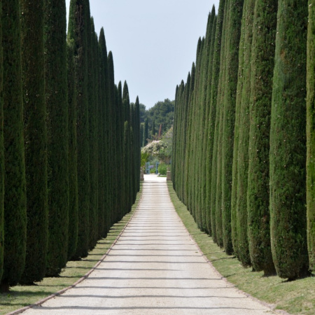Кипарис вечнозелёный пирамидальный (лат. Cupressus sempervirens 'Pyramidalis'), семена
