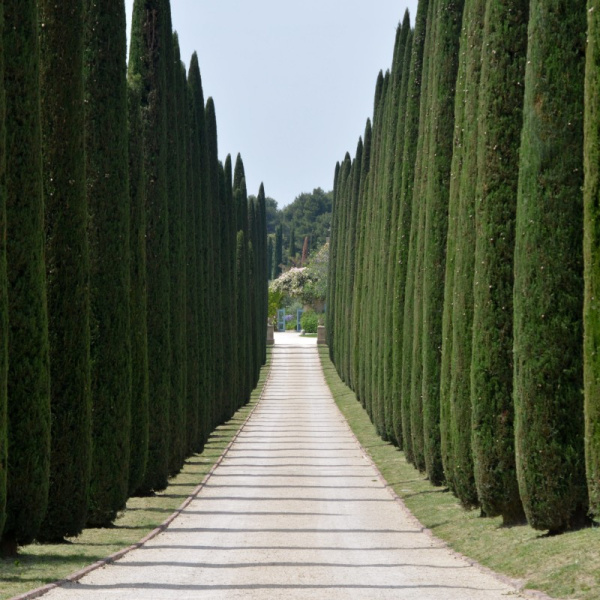 Кипарис вечнозелёный пирамидальный (лат. Cupressus sempervirens 'Pyramidalis'), семена