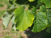 Липа маньчжурская (лат. Tilia mandshurica), семена