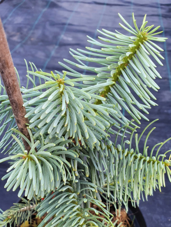 Пихта одноцветная Виолацеа (лат. Abies concolor 'Violacea'), семена