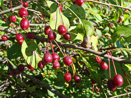 Яблоня маньчжурская (лат. Malus manshurica), семена