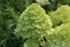 Гортензия метельчатая Лаймлайт (лат. Hydrangea paniculata 'Limelight')