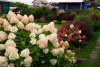 Гортензия метельчатая Фантом (лат. Hydrangea paniculata 'Phantom')