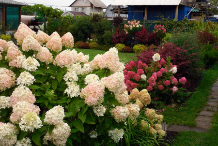 Гортензия метельчатая Фантом (лат. Hydrangea paniculata 'Phantom')