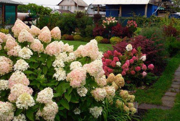 Гортензия метельчатая Фантом (лат. Hydrangea paniculata 'Phantom')
