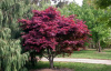 Клен веерный, или дланевидный 'Atropurpureum' (лат. Acer palmatum 'Atropurpureum'), семена