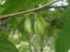 Халезия горная, или Ландышевое дерево (лат. Halesia monticola), семена