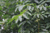 Бархат китайский (лат. Phellodendron chinense), семена