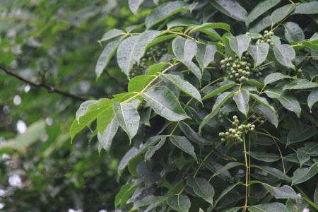 Бархат китайский (лат. Phellodendron chinense), семена