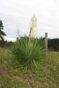 Юкка славная (лат. Yucca gloriosa), семена 0,2 грамма