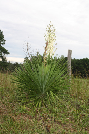 Юкка славная (лат. Yucca gloriosa), семена 0,2 грамма