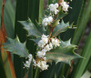 Османтус разнолистый (лат. Osmanthus heterophyllus), семена