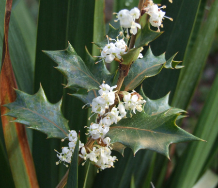 Османтус разнолистый (лат. Osmanthus heterophyllus), семена