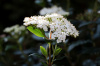 Калина ичанская (лат. Viburnum ichangense), семена