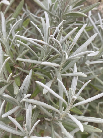Лаванда узколистная (Lavandula angustifolia), 200 шт