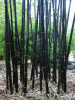 Бамбук черный (лат. Phyllostachys nigra), семена