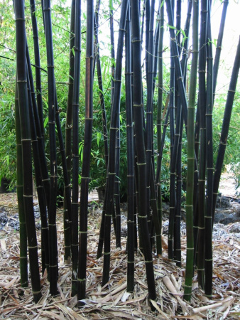 Бамбук черный (лат. Phyllostachys nigra), семена