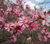 Миндаль сладкий "Десертный" (лат. Prunus dulcis "Десертный"), семена